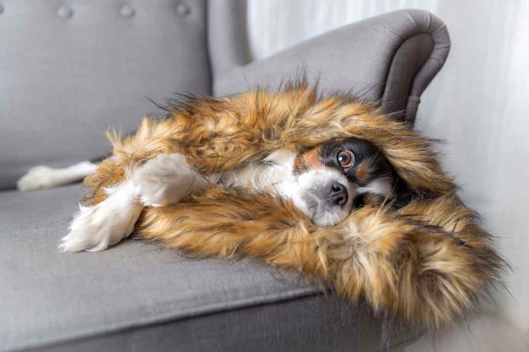 Verschmust ohne Ende ist der Cavalier King Charles Spaniel.