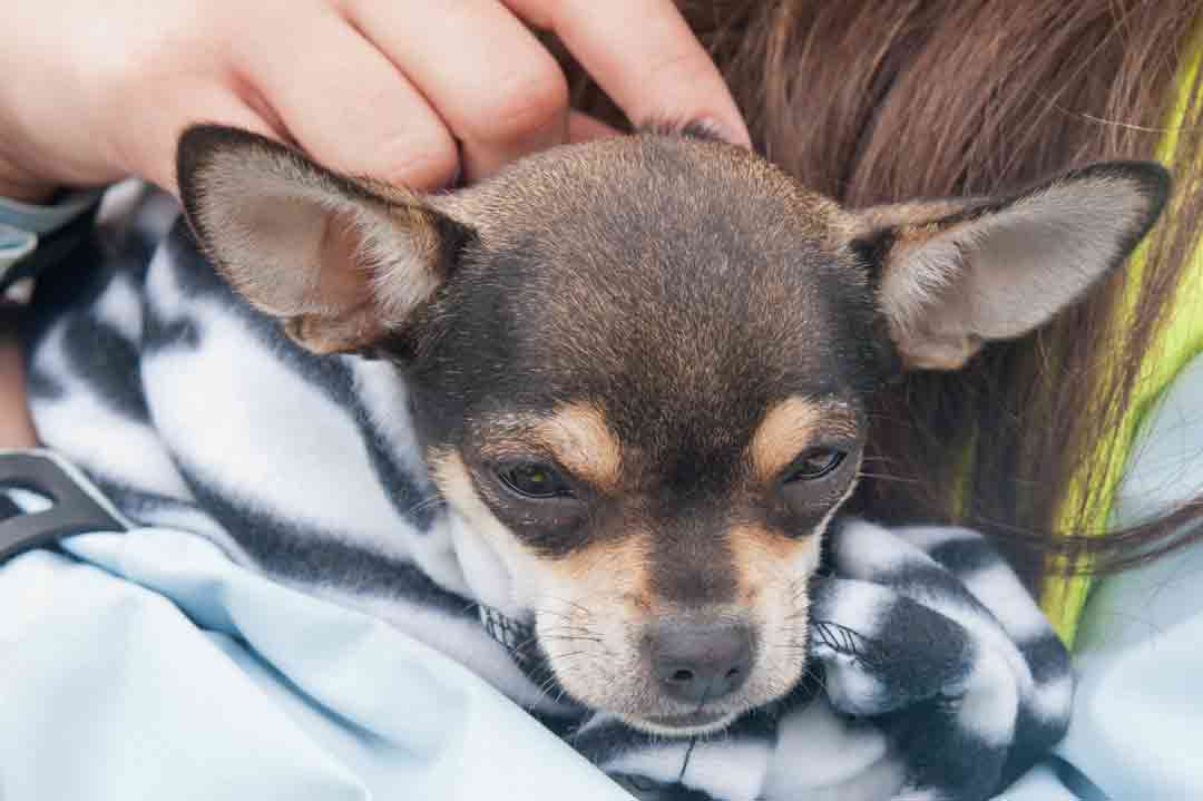 Der Chihuahua ist ein kleiner Schmusehund.
