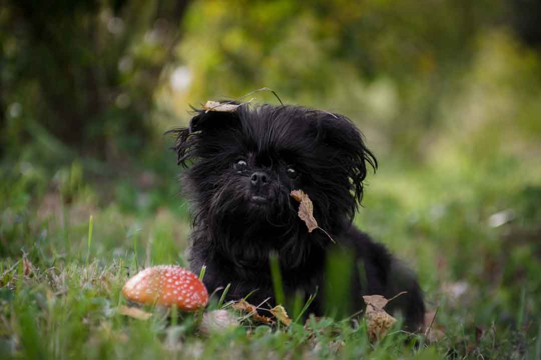 Verschmuste, anhängliche Hunderassen: der Affenpinscher