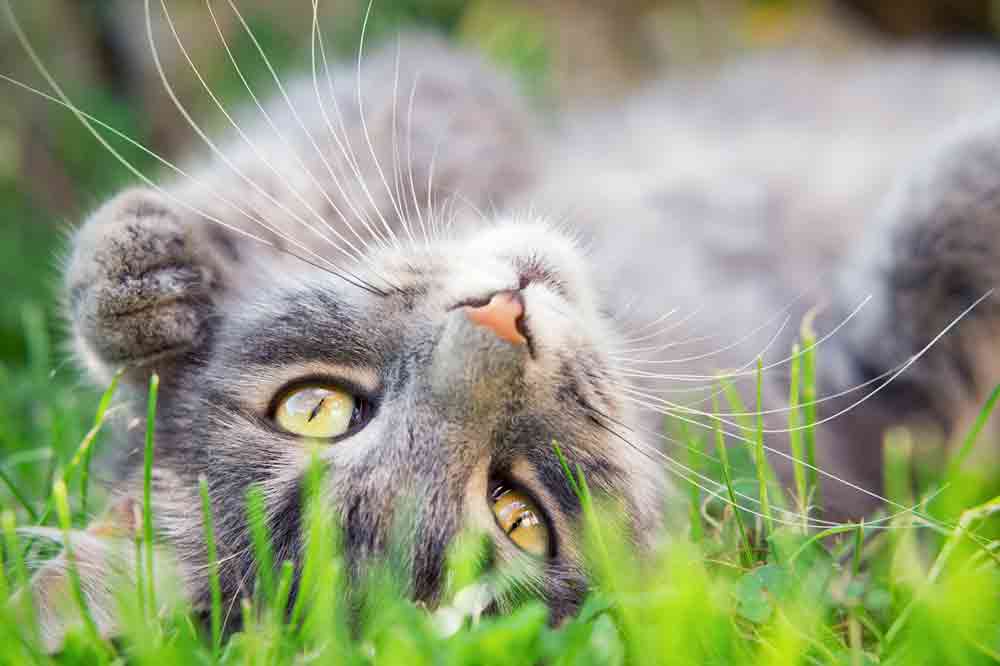 Zecken und Flöhe bei der Katze