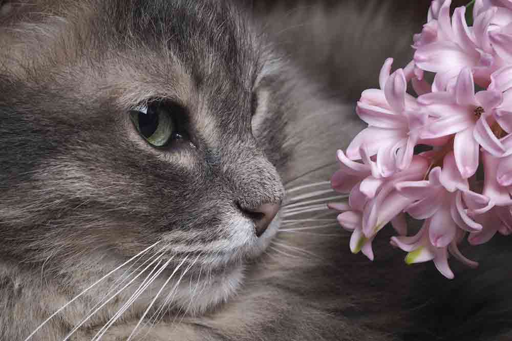 Für Katzen giftige Blumen