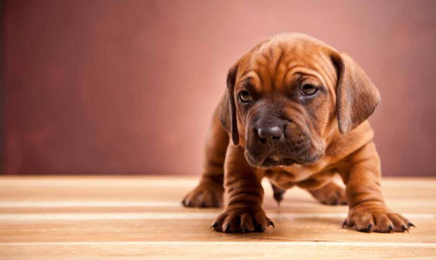 Diesen Fußboden sollten Hundebesitzer haben