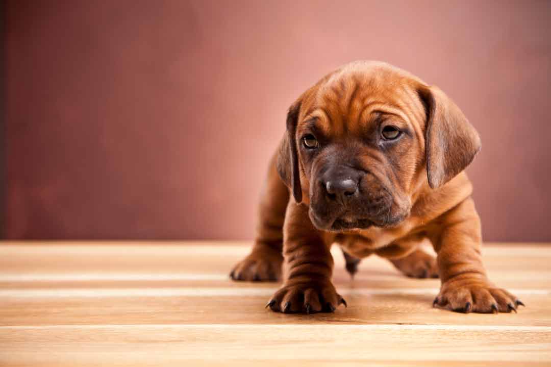 Welcher Fußboden eignet sich für Hunde?