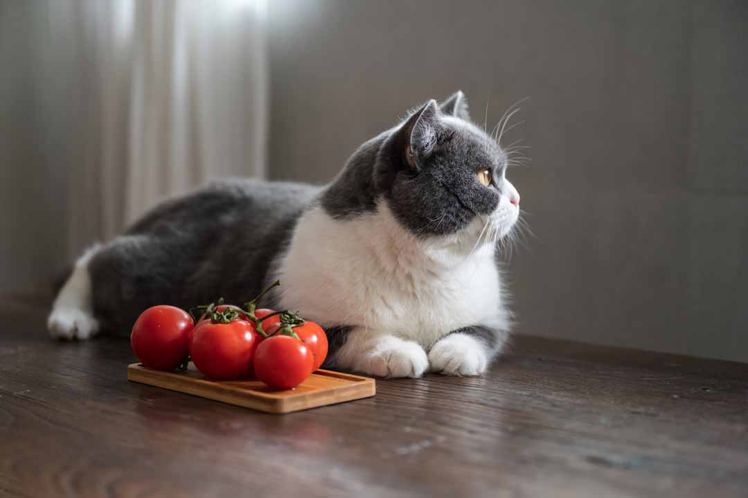 Giftig für Katzen