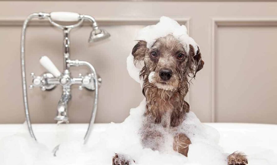 Die häufigsten Fehler beim Baden von Hunden