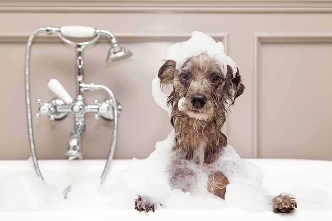 Fehler beim Baden von Hunden