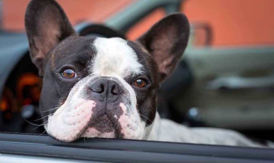 Sicher im Auto unterwegs: So geht’s