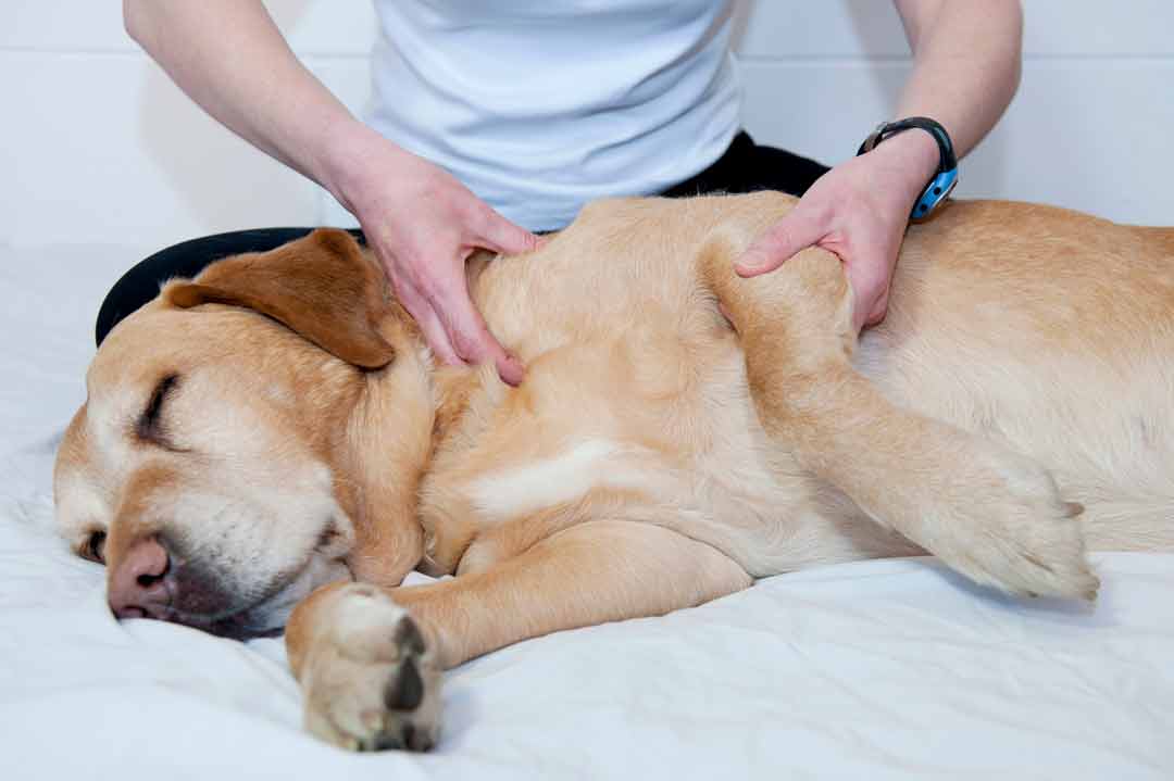 Eine Hundemassage entspannt den Hund und den Halter.