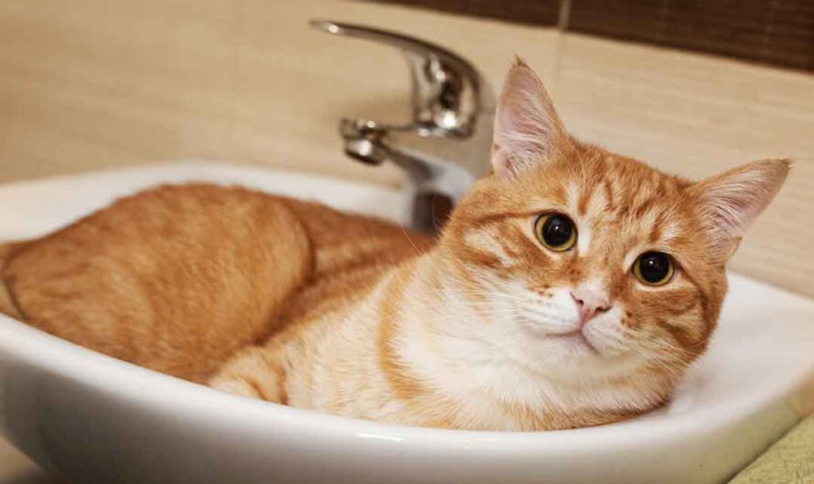 Darum liegen Katzen so gern im Waschbecken
