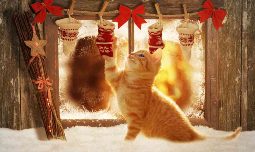 Adventskalender für Katzen: So geht’s!