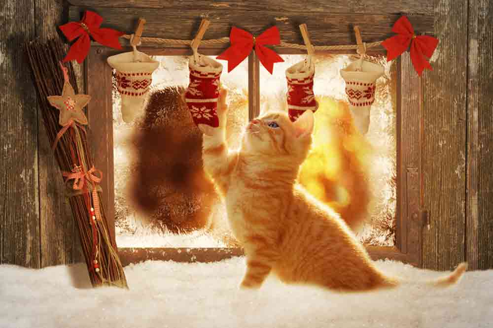 Adventskalender für die Katze