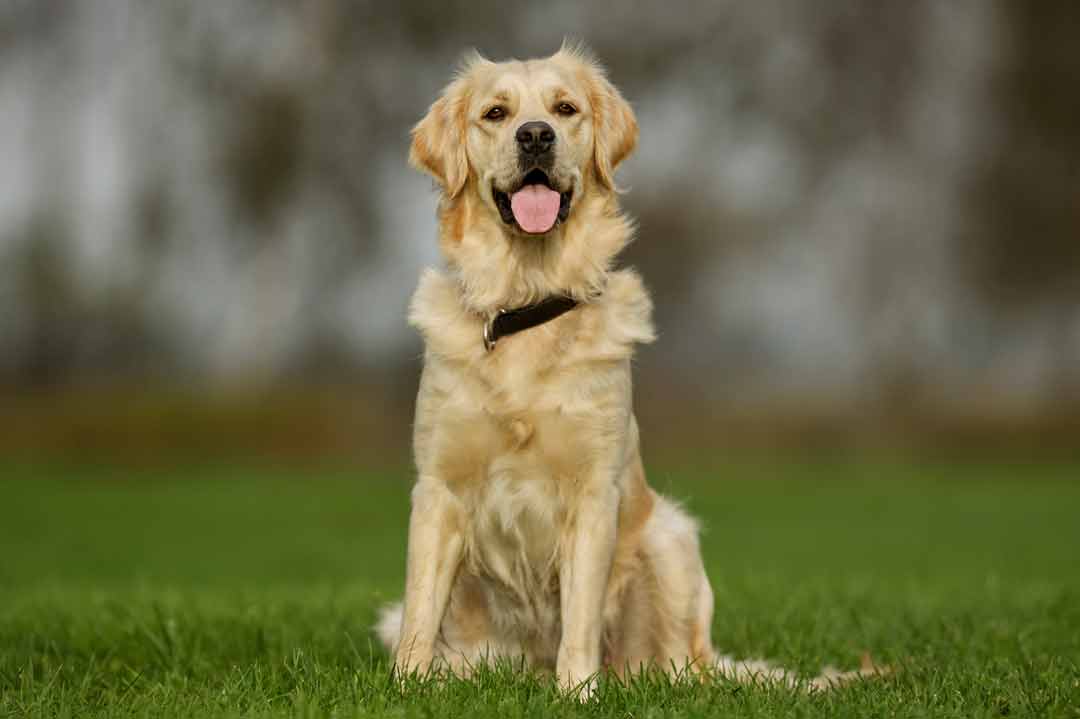 Anfängerhund: Golden Retriever