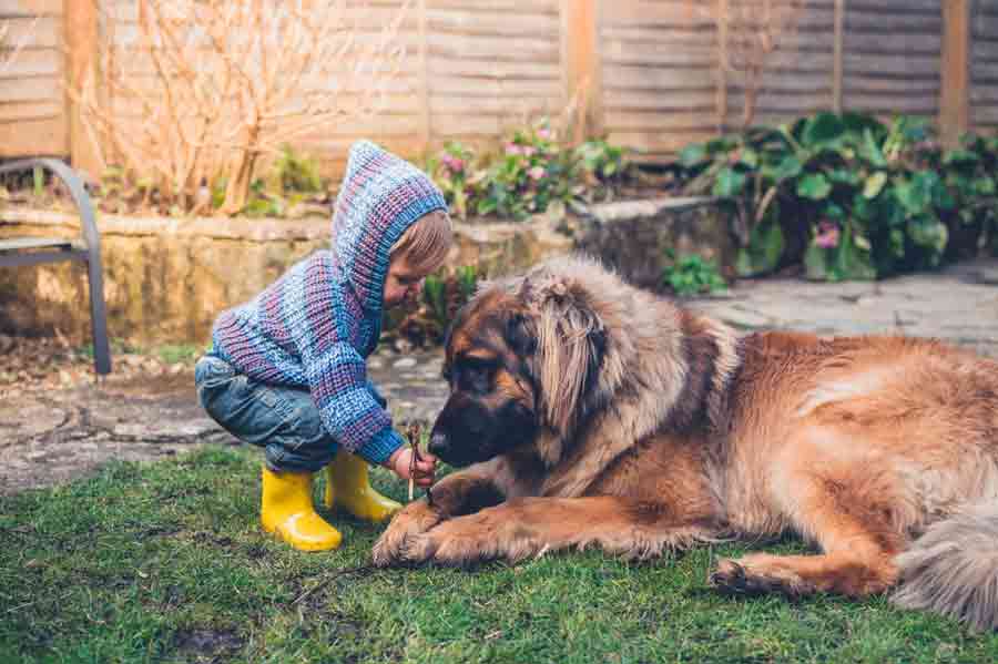 Anfängerhund: Leonberger