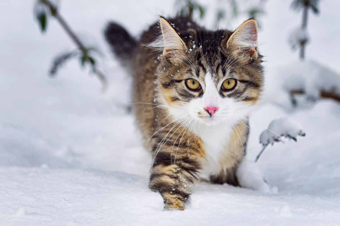 Größte Katzenrassen der Welt: die Norwegische Waldkatze