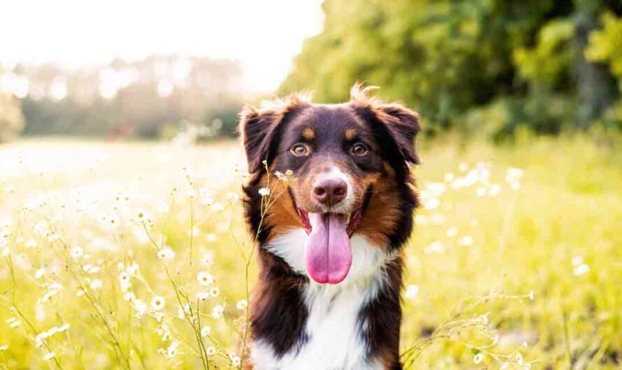 So erkennst Du, ob Dein Hund Heuschnupfen hat