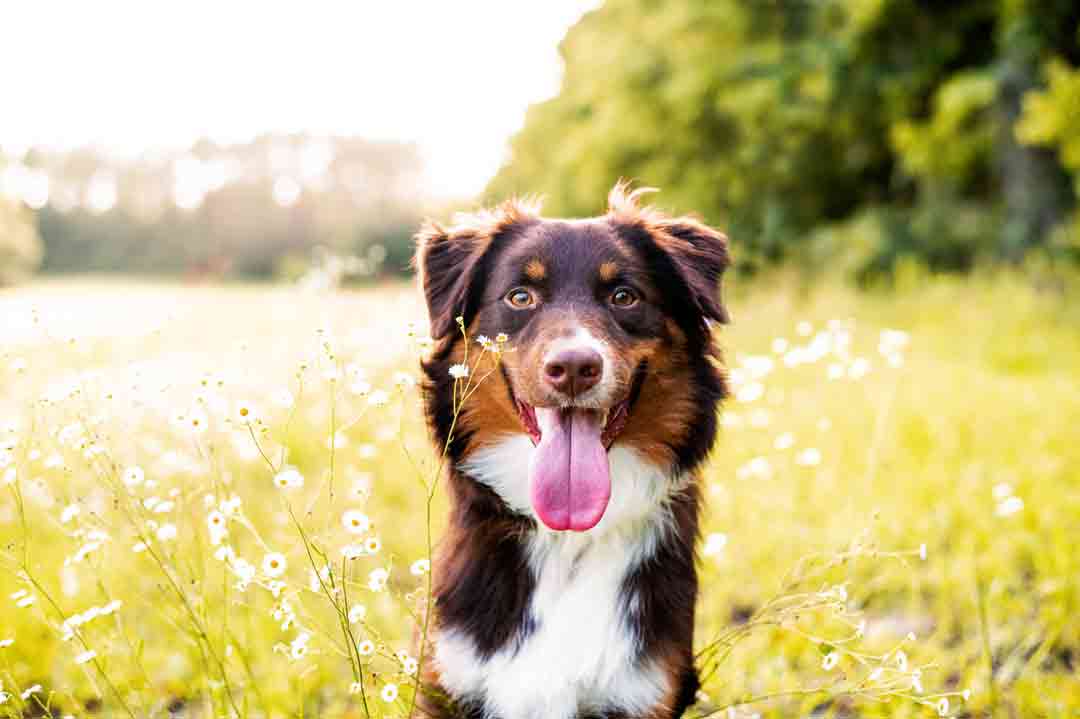 Der Hund hat Heuschnupfen