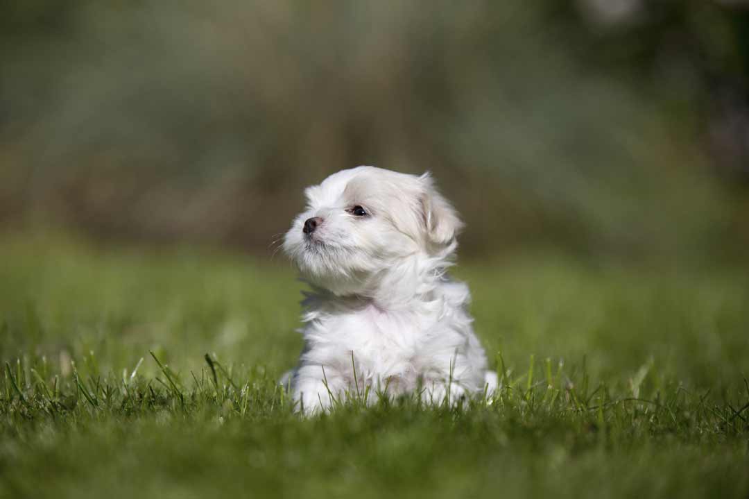 Hunde für Anfänger: Malteser