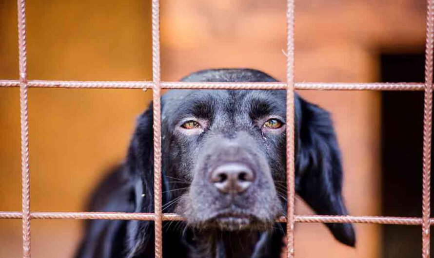 Diese Hunde sitzen besonders lange im Heim