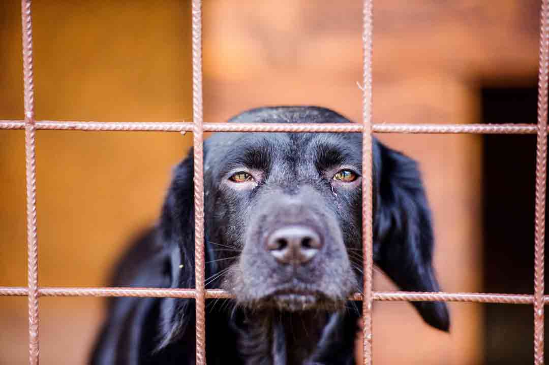 Diese Hunde sitzen besonders lange im Heim.