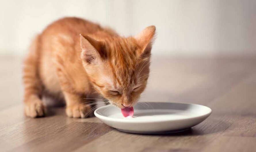 Dürfen Katzen Milch trinken?