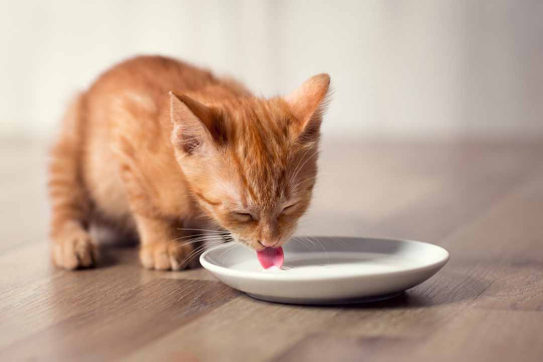 Dürfen Katzen Milch trinken?