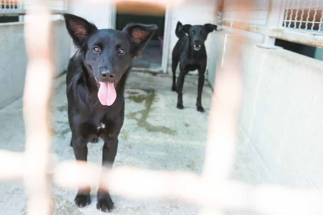 Schwarze Hunde im Tierheim