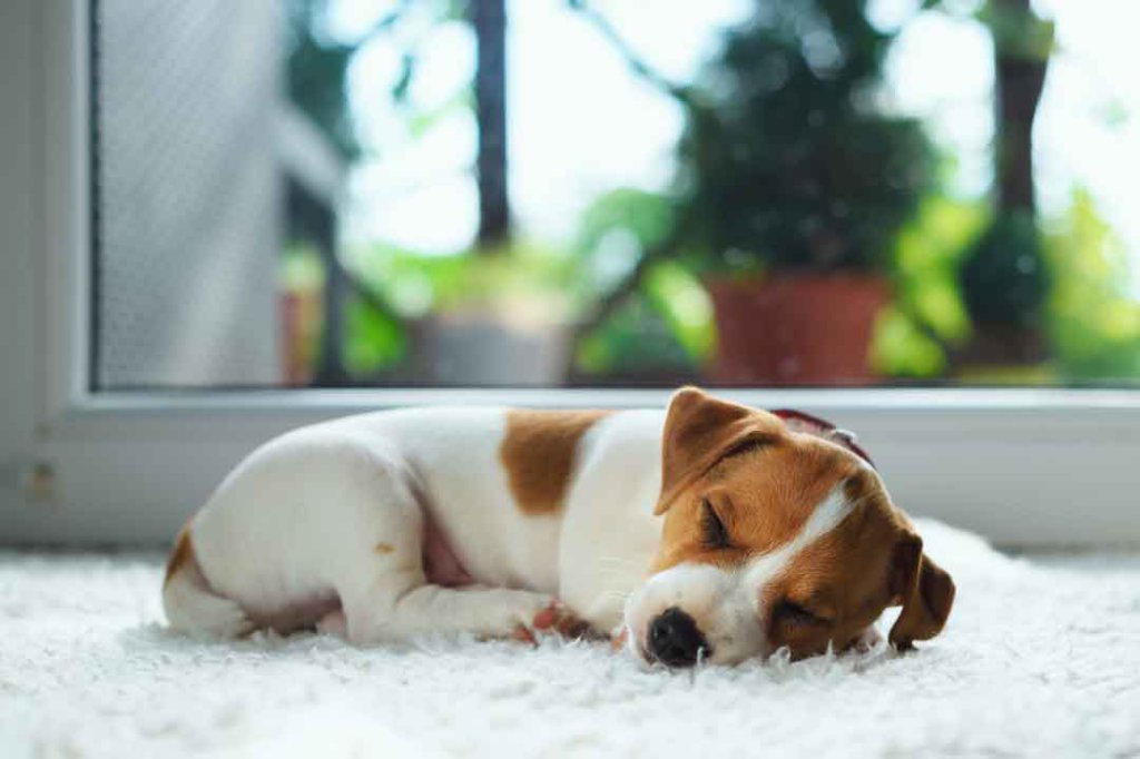 Wie viel Schlaf brauchen Welpen wirklich? • Aus Liebe zum Haustier