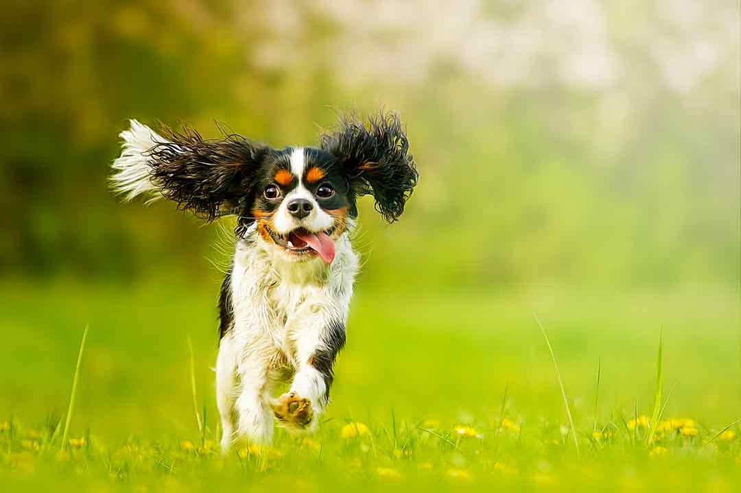 Fehler beim Spiel mit dem Hund