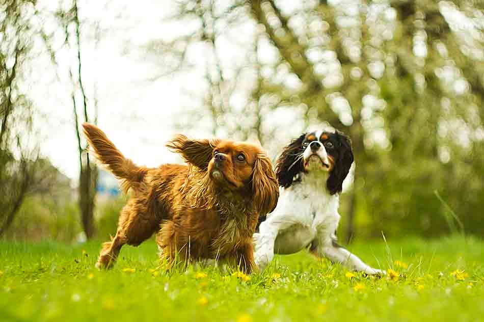 Fehler beim Spiel mit Hunden