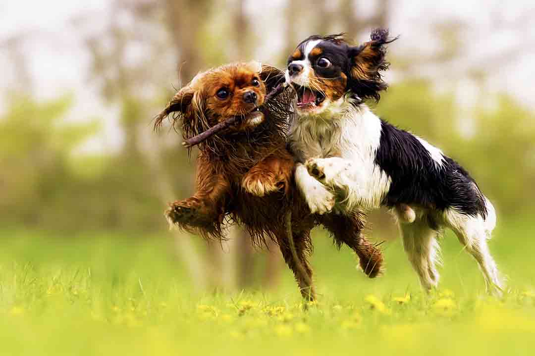 Fehler beim Spielen mit Hunden