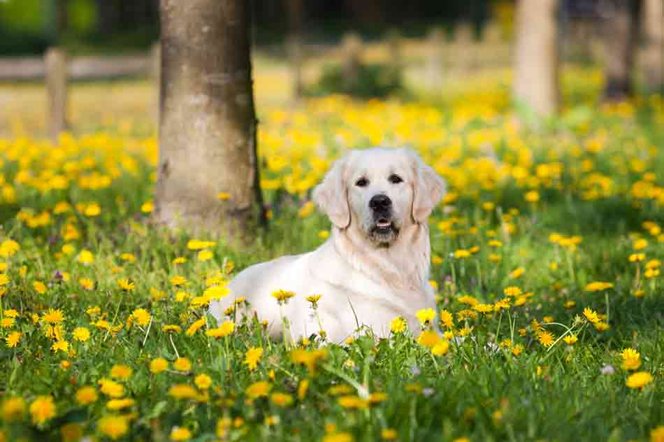 Hund im Frühling