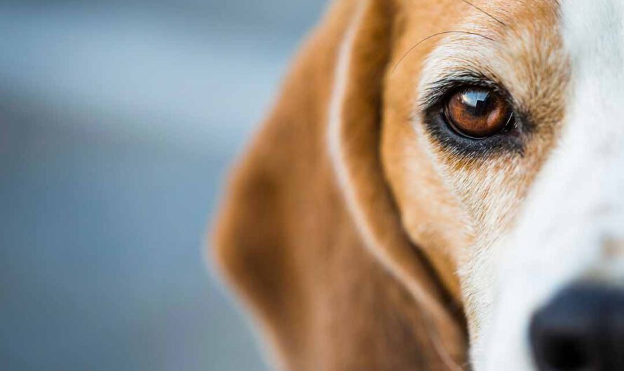 Diese 8 Dinge sehen Hunde – wir jedoch nicht