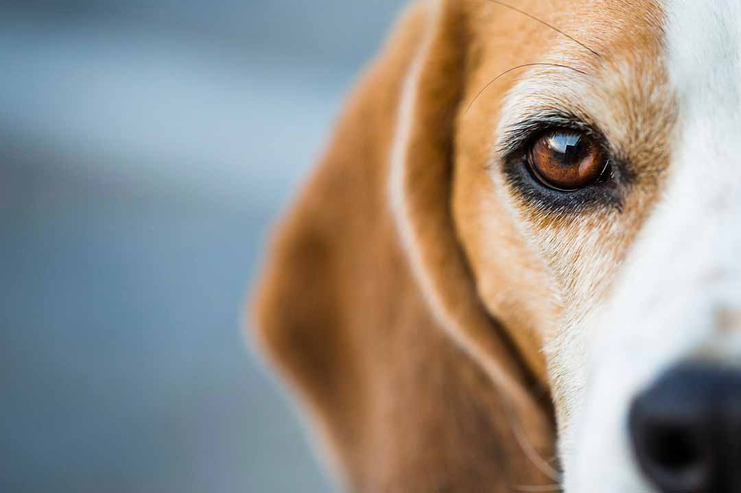 Hunde haben ganz besondere Augen.