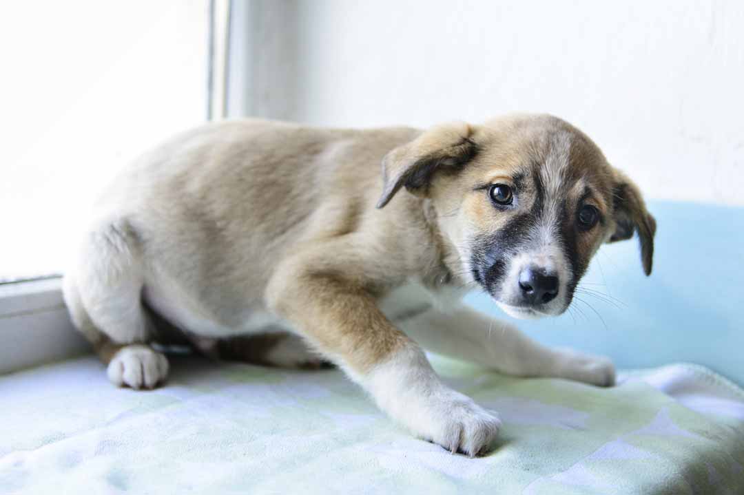 Ein Hund macht durch die Körpersprache seine Angst deutlich.