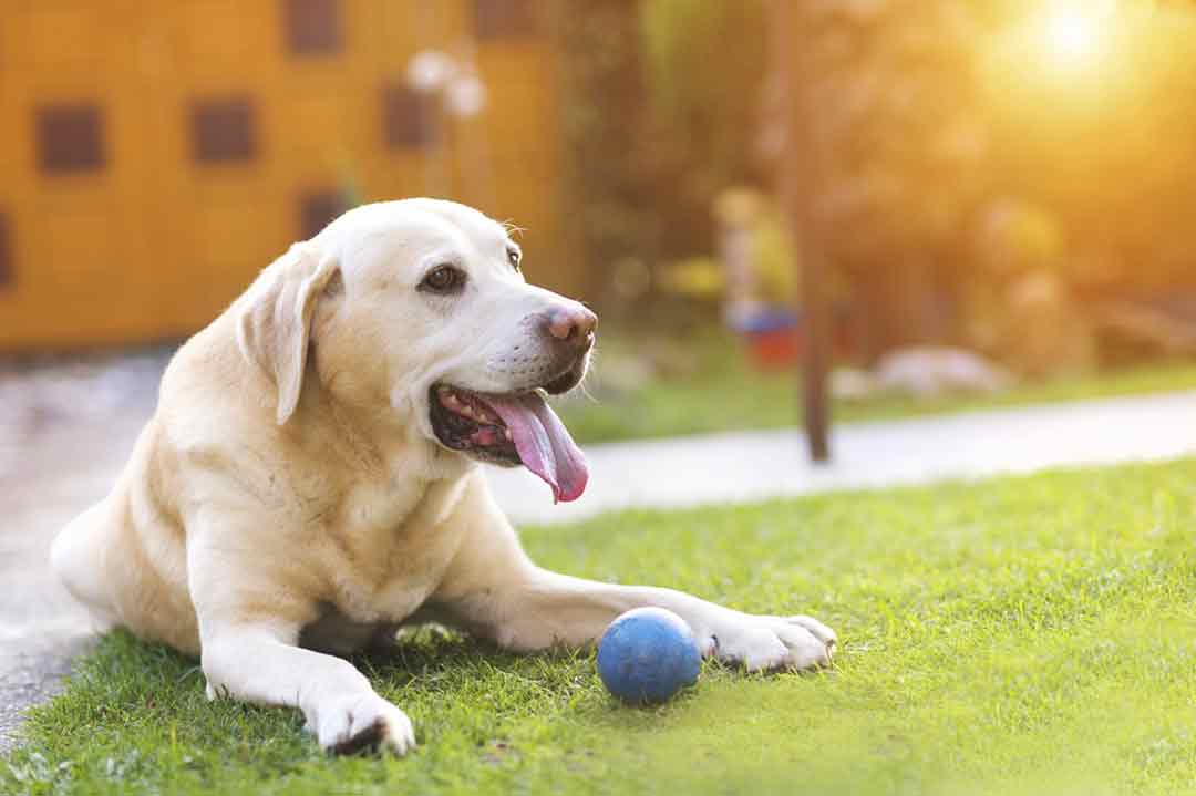 Körpersprache Hund: Ein Labrador ist erwartungsfroh.