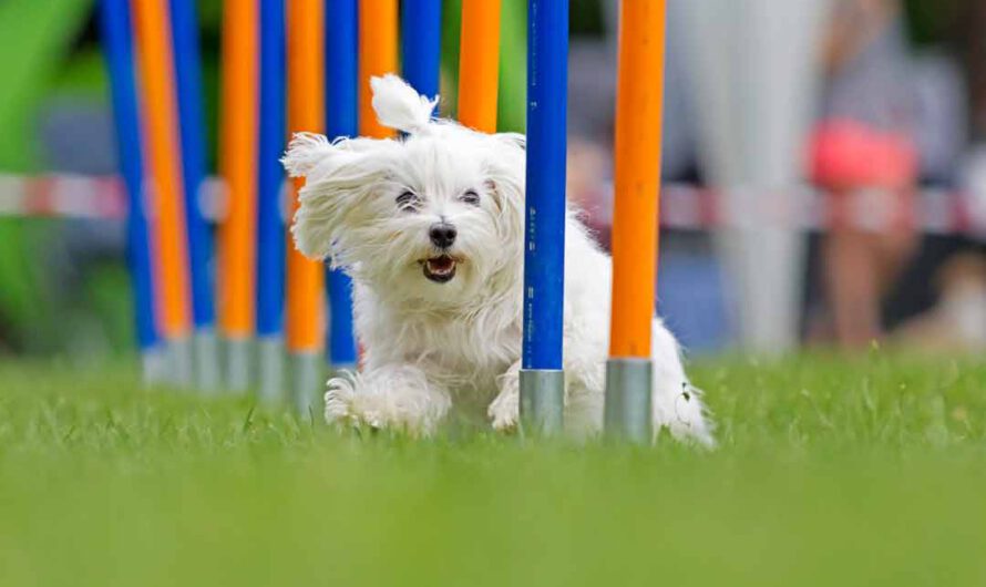 Intelligenzspiele für Hund und Mensch in der Natur