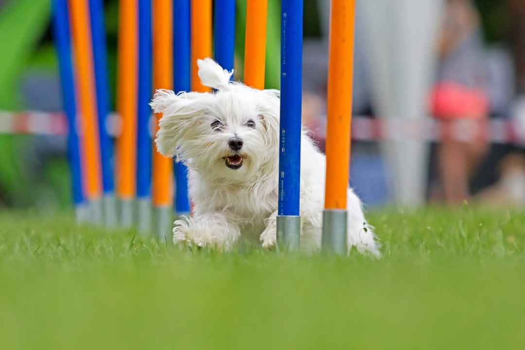 Intelligenzspiele mit Hund im Freien