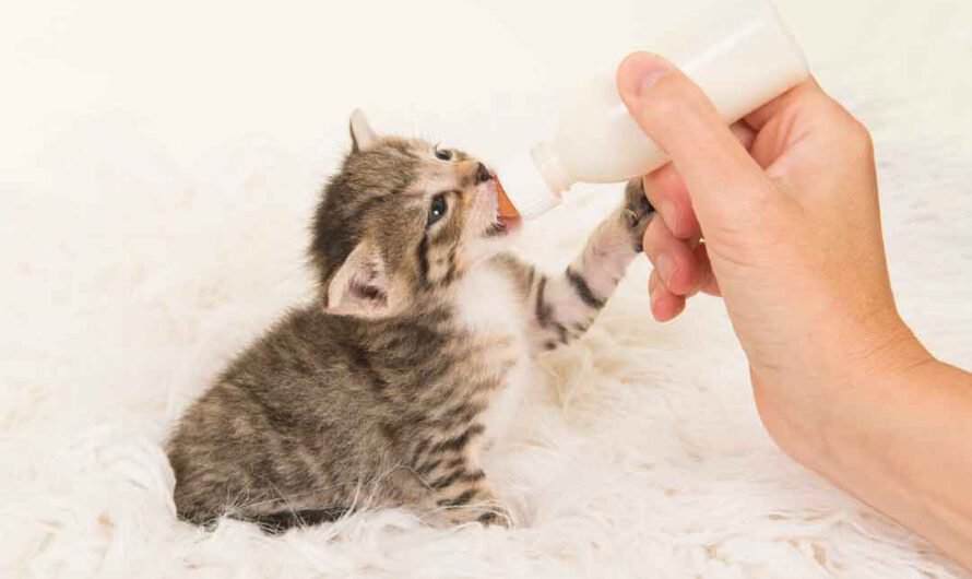 So ziehst Du Katzenbabys mit der Flasche groß