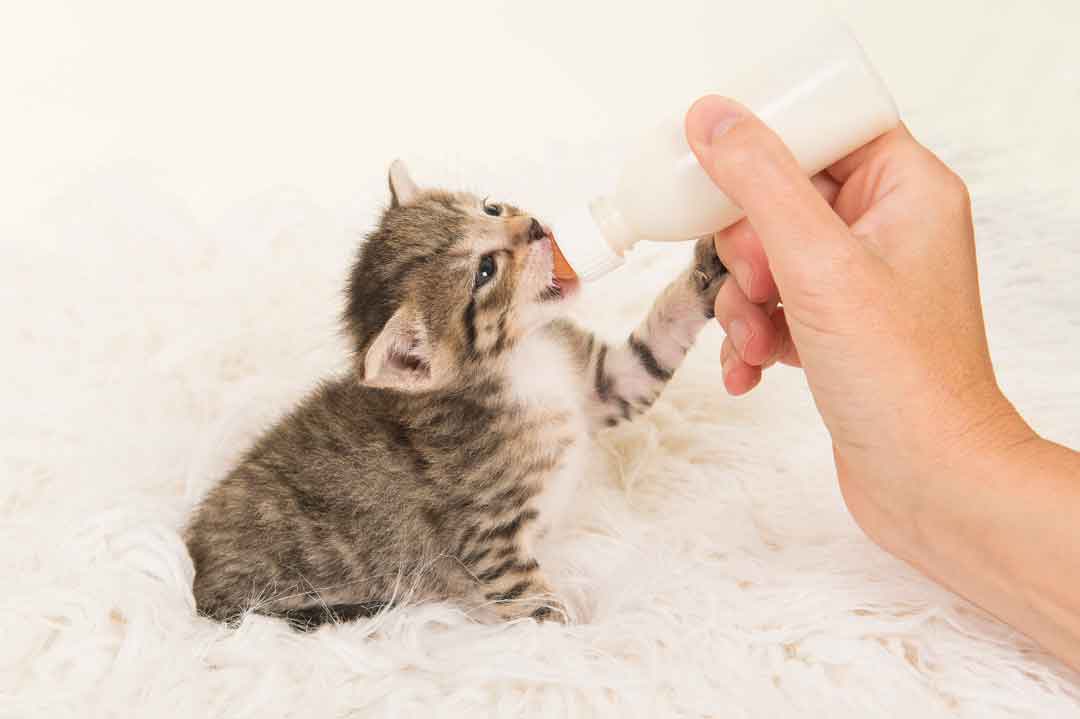 Eine Katze mit der Flasche großziehen