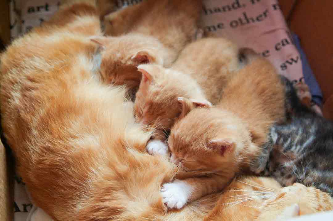 Tritteln: Katzenbabys regen mit dem Tritteln den Milchfluss an