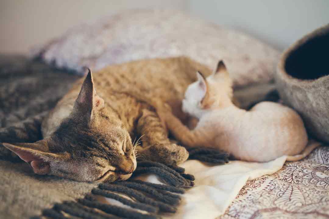 Tritteln ist bei Katzen ganz normal.