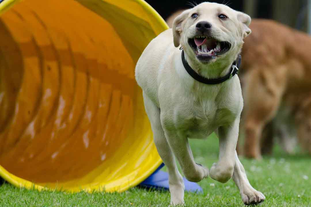 Spaß im Freien mit dem Hund beim Agility