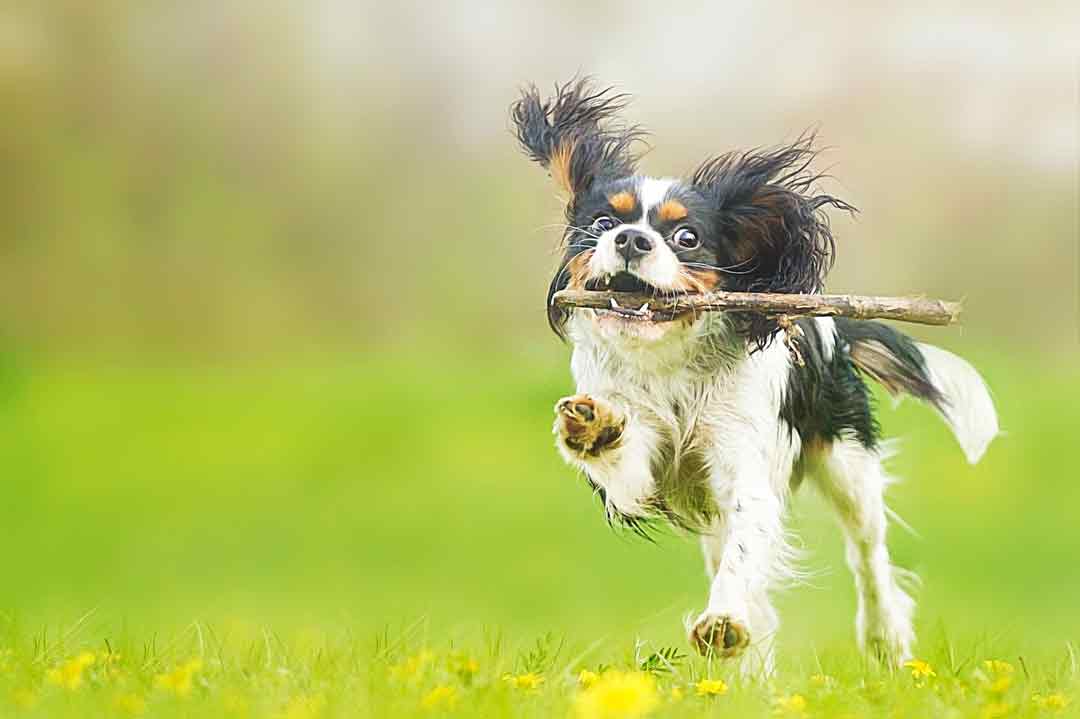 Spielen mit Hunden: häufige Fehler