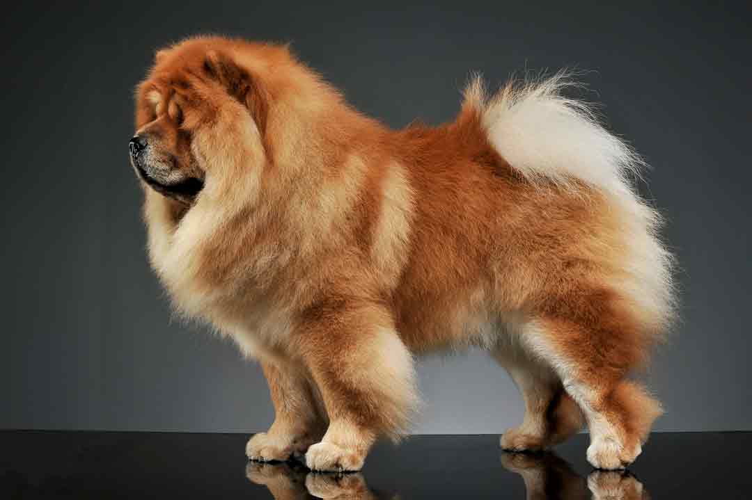 Ein stehender Chow-Chow