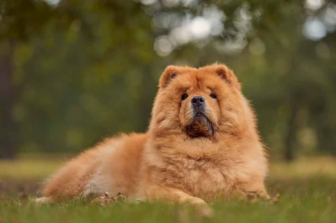 Ein liegender Chow-Chow