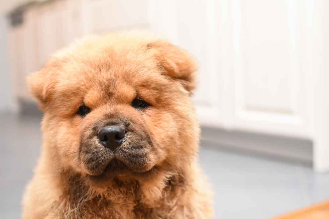 Chow-Chow-Welpen