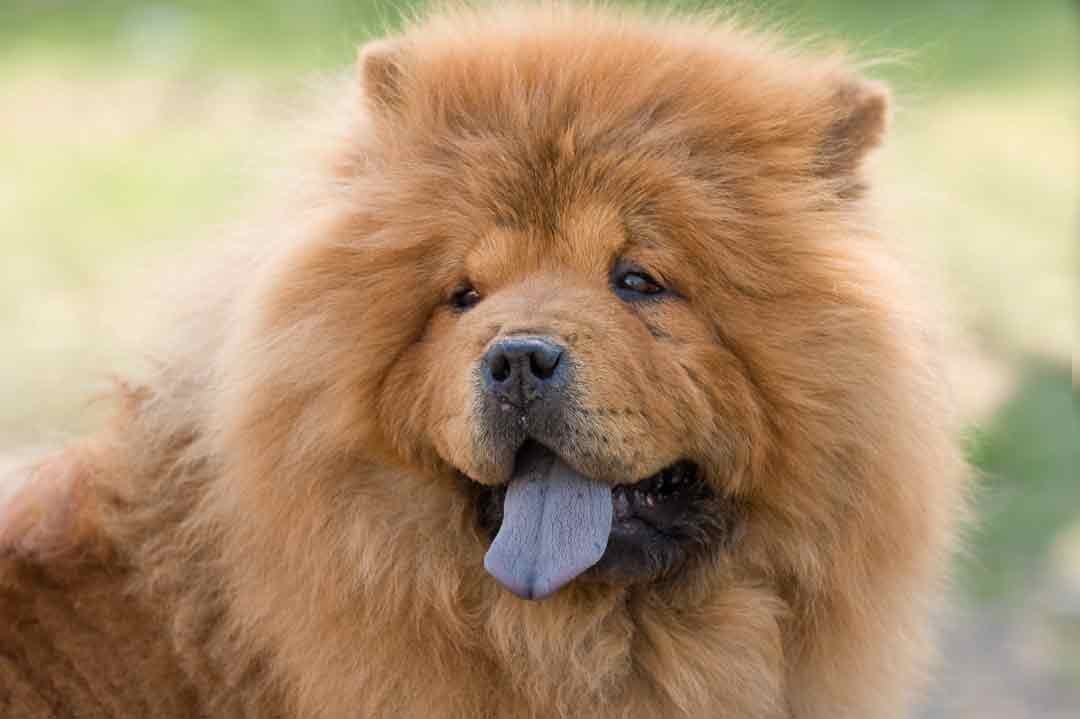 Chow-Chow mit blauer Zunge