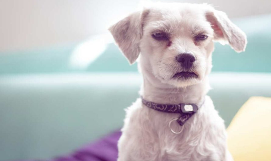 Diese 10 Dinge hasst jeder Hund