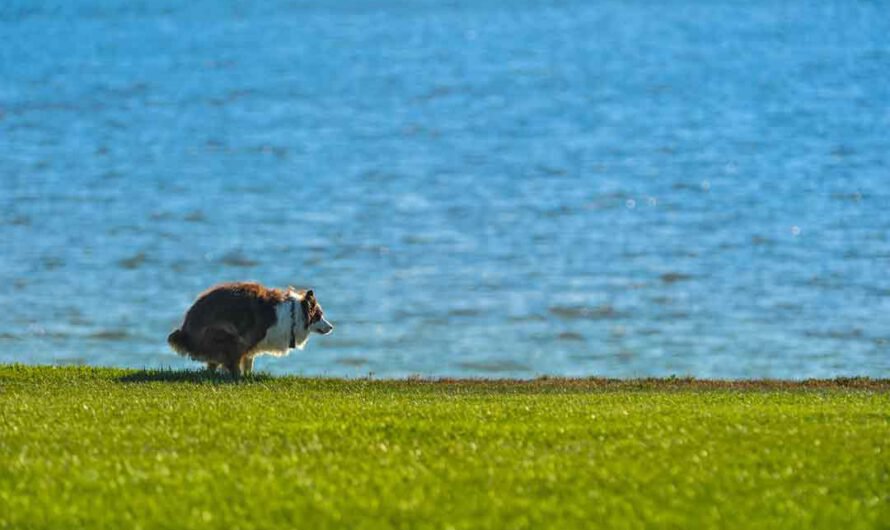 Darum drehen sich Hunde vor dem großen Geschäft auf der Stelle