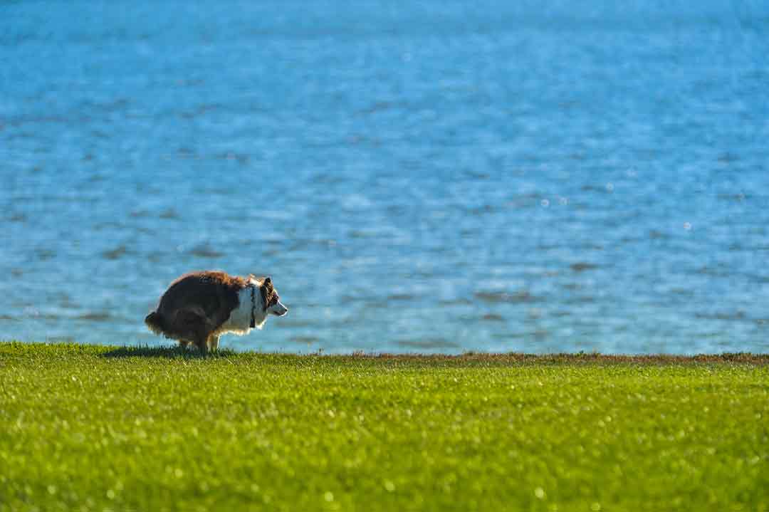 Hund dreht sich vor dem großen Geschäft